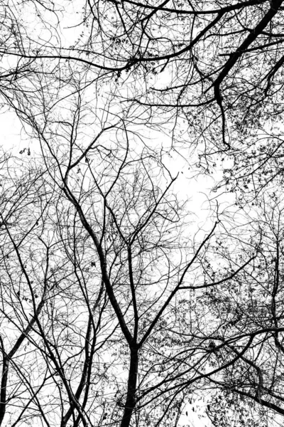 Silueta Ramas Árbol Sobre Fondo Blanco —  Fotos de Stock