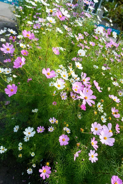 Kosmos Blumen Natur Nahaufnahme Landschaft — Stockfoto