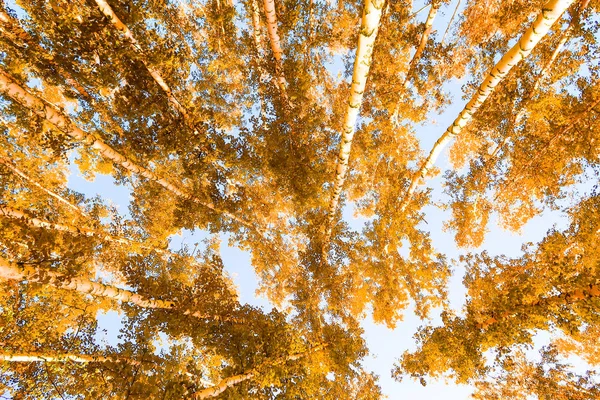 Žluté Břízy Podzim Pozadí Oblohy — Stock fotografie