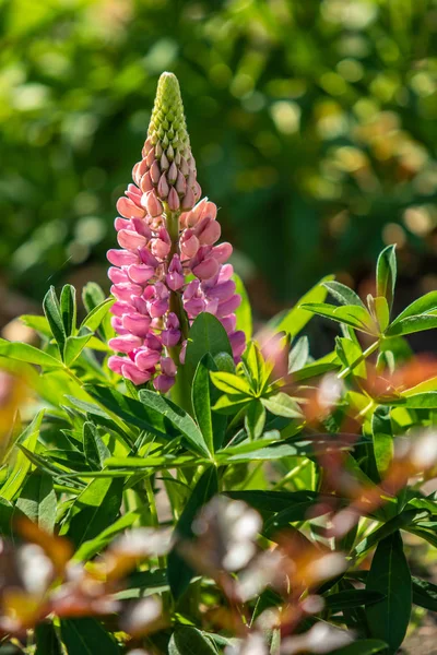 Lupinus çiçek yeşil yeşillik doğa ile parlak