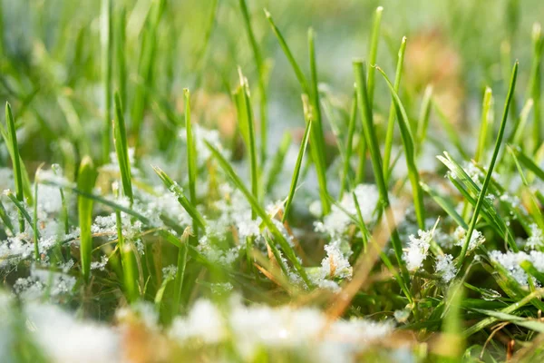 绿草雪模糊的背景博凯 — 图库照片