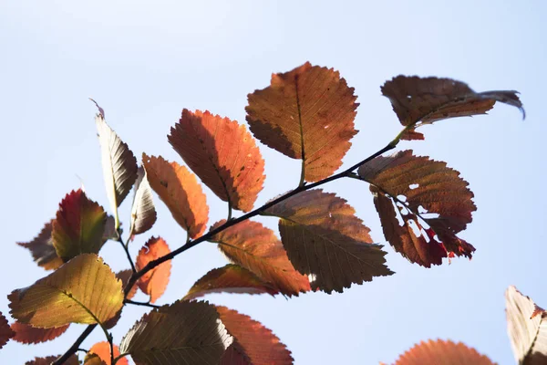 yakın çekim manzara sonbahar sarı ve yeşil yaprak