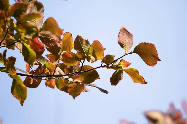 yakın çekim manzara sonbahar sarı ve yeşil yaprak
