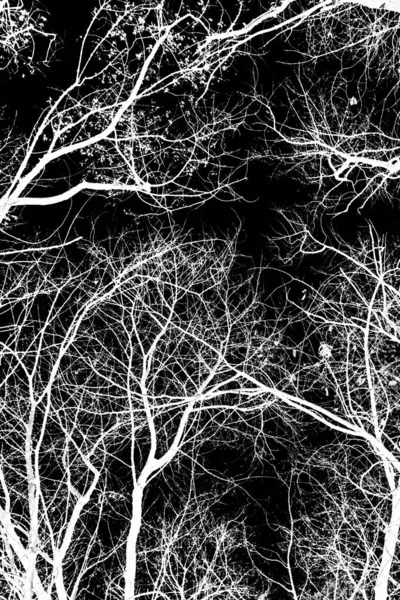 ağaç dalları siluet siyah arka plan üzerine beyaz