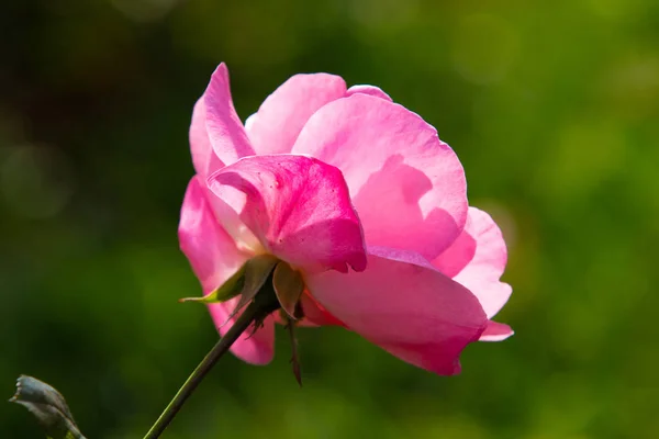 Nära Upp Skott Vackra Blomma Ros Natur — Stockfoto