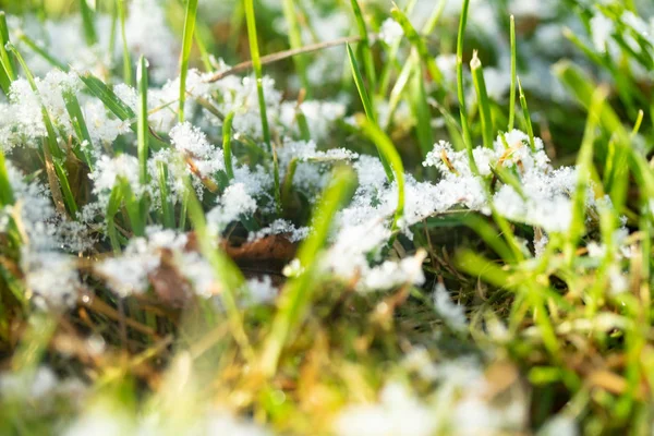 Hierba Verde Nieve Borrosa Fondo Bokeh —  Fotos de Stock