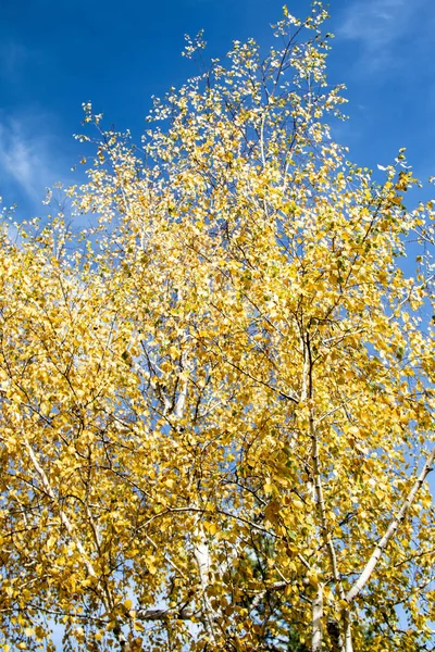 秋天的黄叶观 — 图库照片