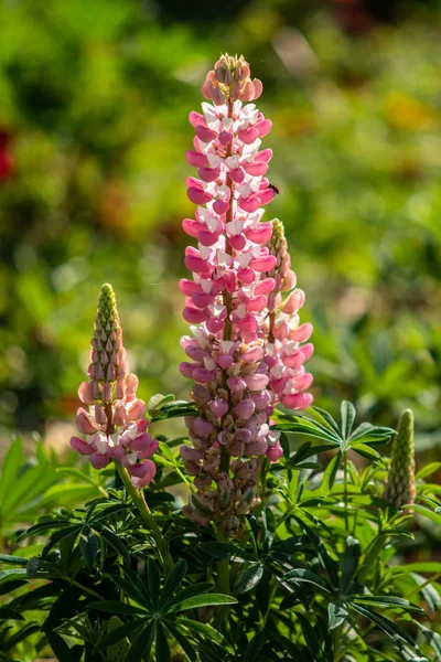 Lupinus çiçek yeşil yeşillik doğa ile parlak