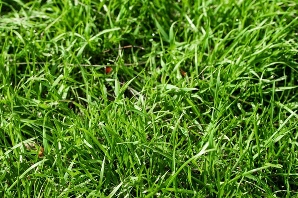 Grünes Gras Mit Verschwommenem Hintergrund — Stockfoto