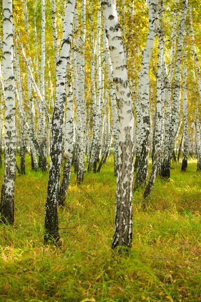 Yellow Birch Forest Late Autumn Nature Landscape — Stock Photo, Image