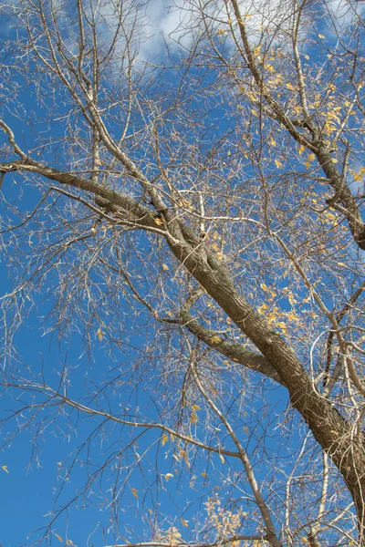 Herfst Boomstructuurweergave Takken Naar Hemel — Stockfoto