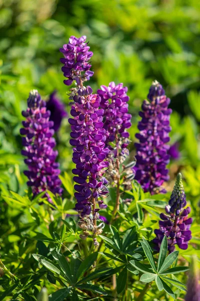 Lupinus Flores São Brilhantes Com Natureza Folhagem Verde — Fotografia de Stock