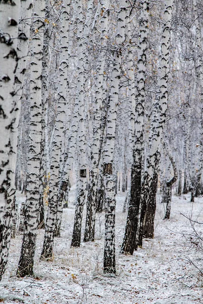 Zimní První Sníh Březová Lesní Krajina — Stock fotografie