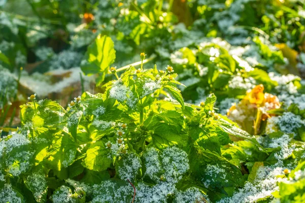 Verde Erba Neve Offuscata Sfondo Bokeh — Foto Stock