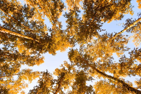 gökyüzü sonbahar arka planı sarı huş ağacı yaprakları