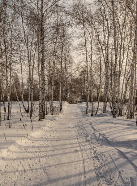 Birkenwald Winterlicher Naturlandschaft — Stockfoto