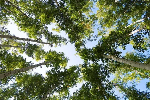 orman manzaralı aşağıdan gökyüzüne huş ağacı