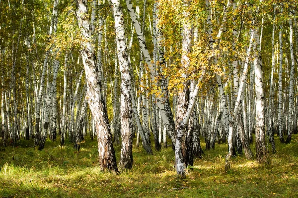 Sarı huş ağacı orman, geç sonbahar doğa manzara