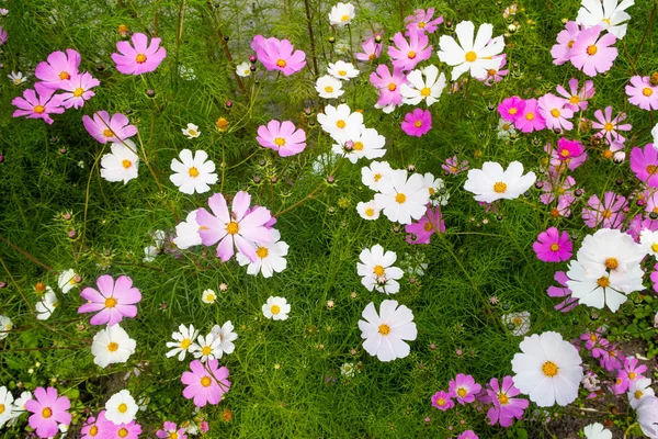 Kosmos Kwiaty Wirydarz Góry Krajobraz Natura — Zdjęcie stockowe