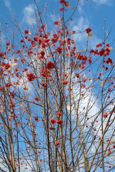 Autumn Tree Ashberry Bright Colors Nature — Stock Photo, Image