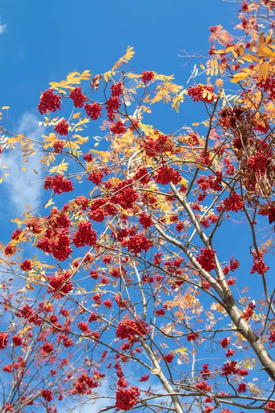 นไม ใบไม Ashberry สดใสของธรรมชาต — ภาพถ่ายสต็อก