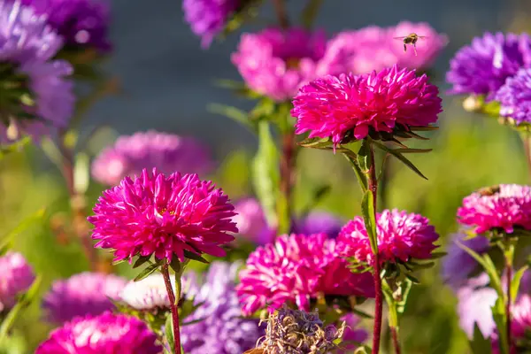 parlak sonbahar çiçek doğa manzara