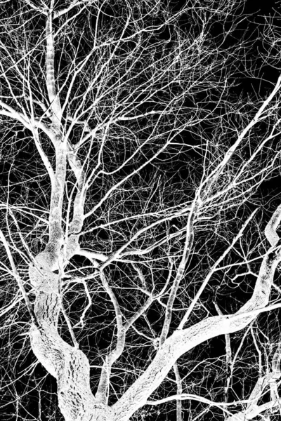 Tree Branches White Silhouette Black Background — Stock Photo, Image