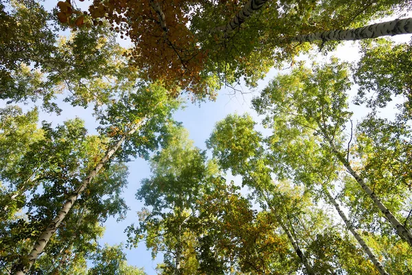 Birch Forest View Sky Autumn Nature — Stock Photo, Image