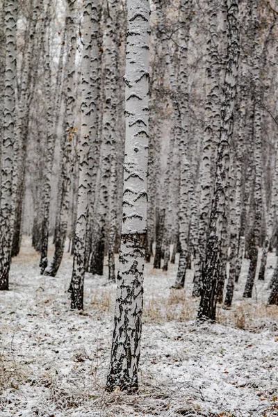 İlk kar huş ağacı orman manzara kış