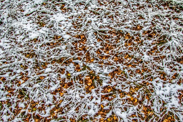 Höst Lämnar Gräs Snön — Stockfoto