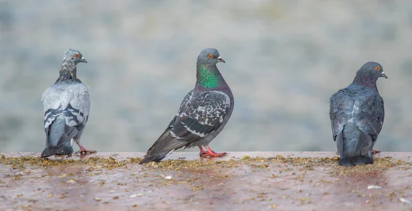 Wilde Duif Natuur Stad — Stockfoto