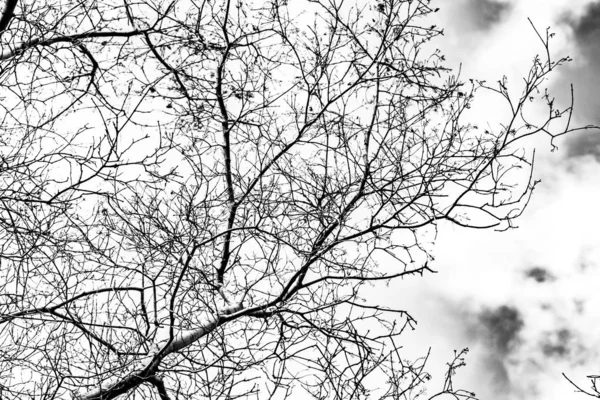 Гілки Дерева Силует Білому Тлі — стокове фото