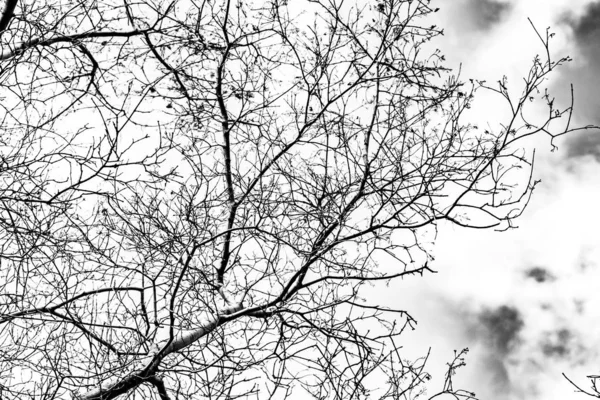 Tree Branches Silhouette White Background — Stock Photo, Image