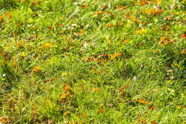 yeşil çim arka plan odak merkezi