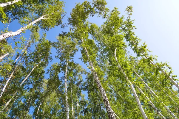orman manzaralı aşağıdan gökyüzüne huş ağacı