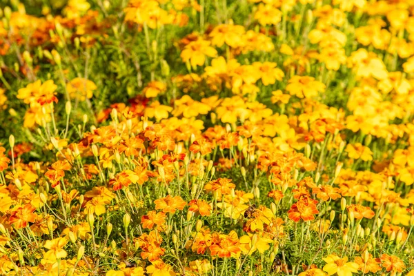 parlak sonbahar çiçek doğa manzara