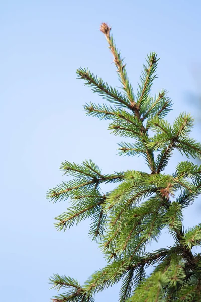 Vuren Groene Takje Close — Stockfoto