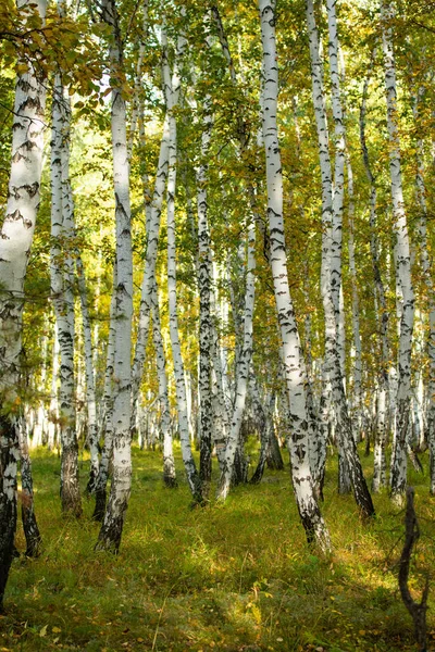 Gelber Birkenwald Spätherbstliche Naturlandschaft — Stockfoto