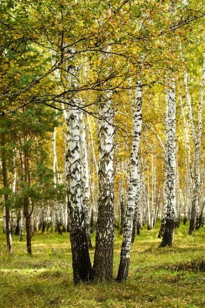 Sarı huş ağacı orman, geç sonbahar doğa manzara