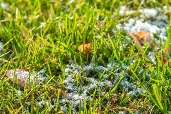 Hierba Verde Nieve Borrosa Fondo Bokeh —  Fotos de Stock