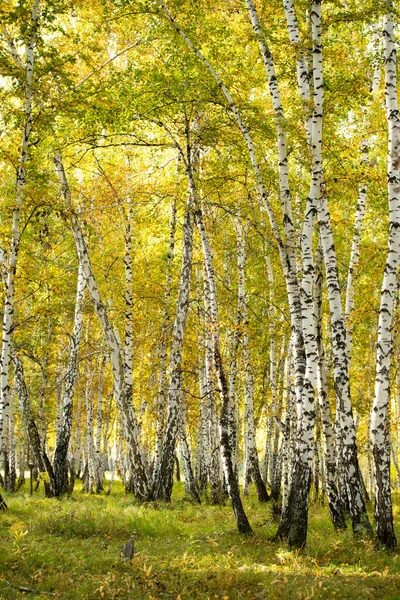Hutan Kuning Birch Akhir Musim Gugur Alam Lanskap — Stok Foto