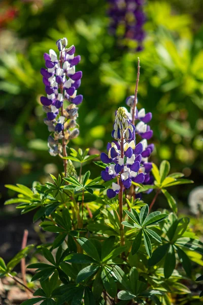 Lupinus Flores São Brilhantes Com Natureza Folhagem Verde — Fotografia de Stock