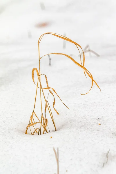 雪の冬の風景の下から黄色い草 — ストック写真