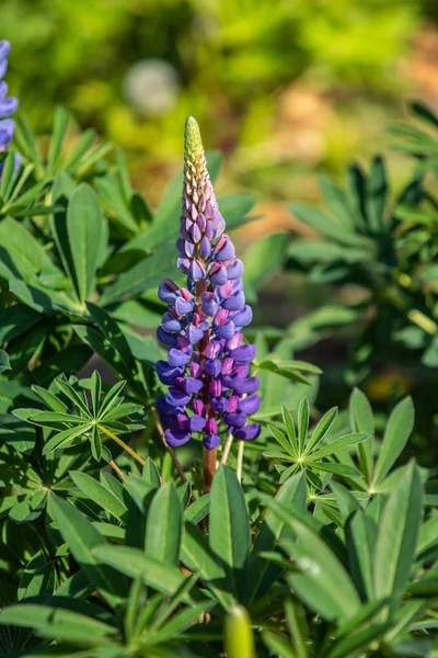 Lupinus Flores São Brilhantes Com Natureza Folhagem Verde — Fotografia de Stock