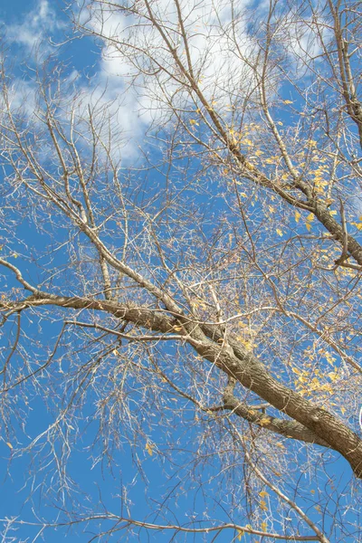 Sonbahar ağaç dalları göğe görüntüle