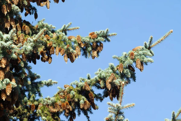 Pine Cones Branches Blue Spruce — Stock Photo, Image