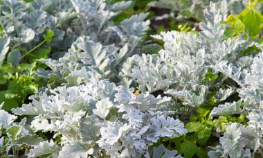 süs havuç bitkisinin seçici odak