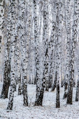 İlk kar huş ağacı orman manzara kış