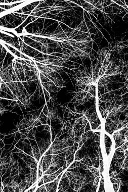 ağaç dalları siluet siyah arka plan üzerine beyaz