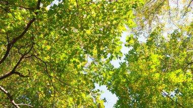 ağaç görünümünü aşağıdan gökyüzüne sonbahar manzara bırakır